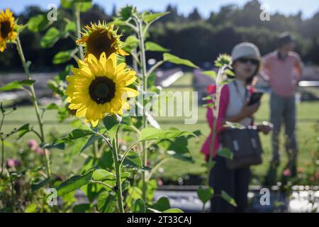 Helle Sonnenblumen mit unscharfen Menschen im Hintergrund. Bundesstaat Washington. USA. Stockfoto