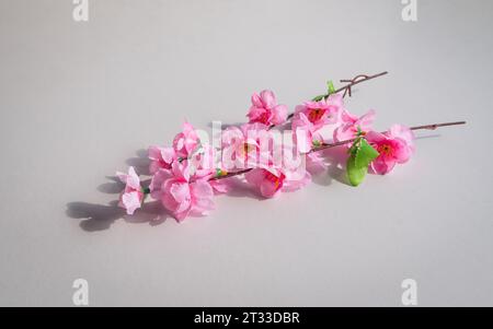 Pflaumenblüte auf weißem Hintergrund. Symbol für das chinesische Neujahr. Stockfoto