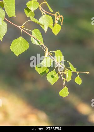 Birkenzweig, Betula pendula, Silberbirke, Warzenbirke, Europäische Weißbirke, mit grünen Blättern in der Nähe. Selektiver Fokus. Stockfoto