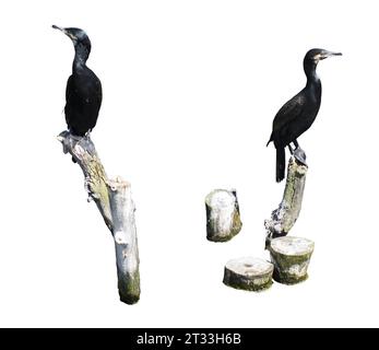 Ein Kormoran auf einem Holzstamm mit transparentem Hintergrund Stockfoto