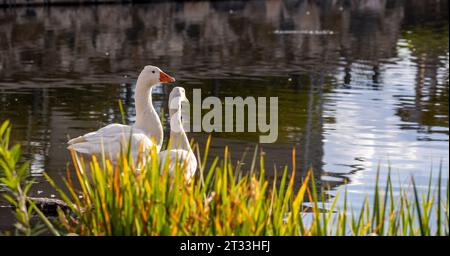 Amerikanisches Pekin-Paar auf dem Teich in Los Alamos, New Mexico Stockfoto