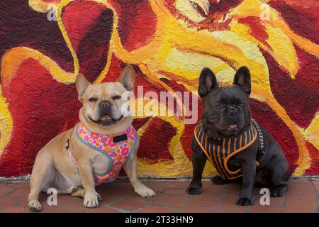 8 und 2 Jahre alte rot-braune (links) und blau-lilafarbene (rechts) französische Bulldogmännchen sitzen an der Wand. Stockfoto