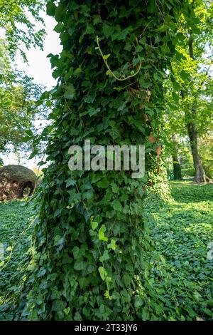 Baumwagen, bewachsen von frischem, grünem Efeu. Efeu wächst auf dem Boden zwischen Bäumen. Wunderschöner, geheimnisvoller Park an einem sonnigen Sommertag. Stockfoto