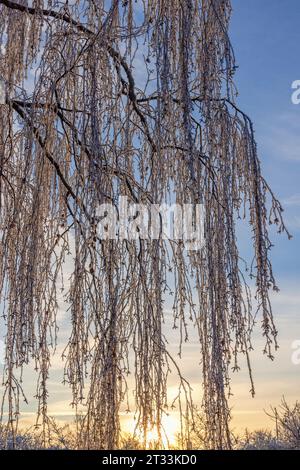 Hängende Zweige mit Raureif im kalten Winter Stockfoto