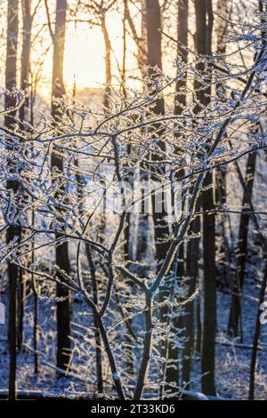 Raureif an Ästen im Hintergrund Stockfoto