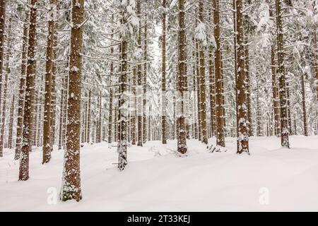 Verschneite Fichtenwälder im Winter Stockfoto