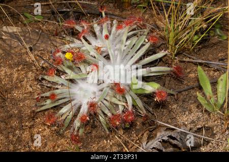 Rosetten des fleischfressenden Sonnentau Drosera ordensis mit weißen Haaren und roten klebrigen Tentakeln, Keep River, Northern Territory, Australien Stockfoto