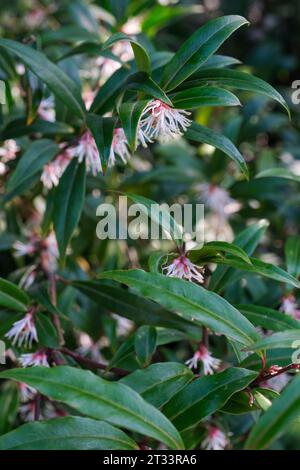 Sarcococca Hokeriana Didyna, süße Box, lanzettartige mittelgrüne Blätter, Gruppen von kleinen, cremeweißen Blüten Stockfoto