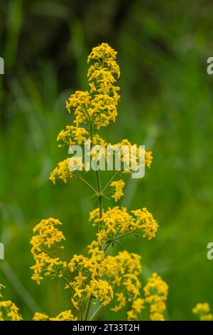 Galium verum, Frauenstroh oder gelbes Bettstroh, niedrige Krabbelpflanze, Blätter breit, glänzend dunkelgrün, behaart darunter, Blumen gelb und produzierte i Stockfoto