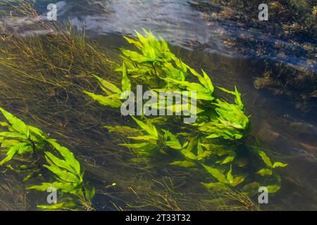 Wasserpflanzen. Süßwasseralgen-Hintergrund. Der Schatten des Fotografen. Umweltkonzept. Unschärfe unter Wasser. Stockfoto