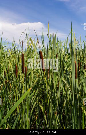 typha Wildpflanze am Teich, sonniger Sommertag. Typha angustifolia oder Cattail. Stockfoto