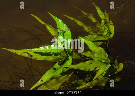 Wasserpflanzen. Süßwasseralgen-Hintergrund. Der Schatten des Fotografen. Umweltkonzept. Unschärfe unter Wasser. Stockfoto