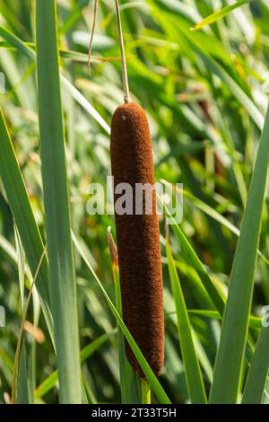 typha Wildpflanze am Teich, sonniger Sommertag. Typha angustifolia oder Cattail. Stockfoto