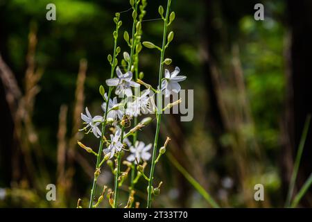 Zerbrechliche weiße und gelbe Blüten von Anthericum ramosum, sternförmig, wachsen auf einer Wiese in wilder Wildnis, verschwommener grüner Hintergrund, warme Farben, helles an Stockfoto