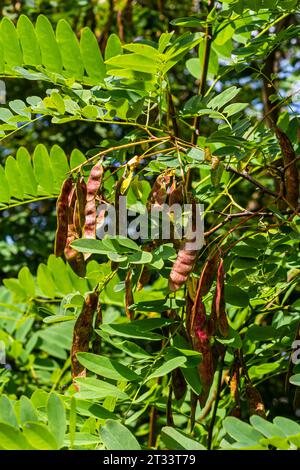 Robinia pseudoacacia, allgemein bekannt als schwarze Heuschrecke mit Samen. Stockfoto