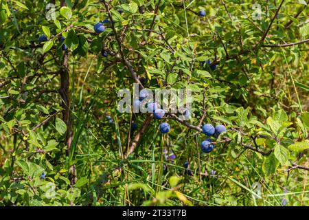 Blackthorn Prunus spinosa, auch als Blackthorn bekannt. Stockfoto