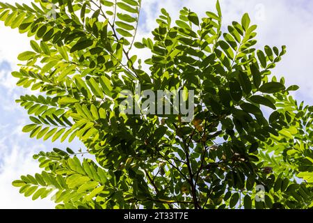 Robinia pseudoacacia, allgemein bekannt als schwarze Heuschrecke mit Samen. Stockfoto