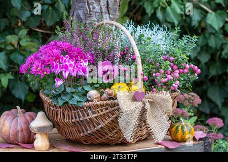 Rosa Bratschenblüte, Cyclamen, Chrysanthemen, stachelige Heide, Heidekraut und Kissenstrauch im Korb im Garten Stockfoto