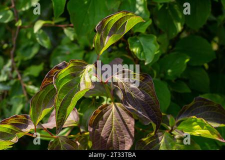 Dogwood Cornus sanguinea , Blatthintergrund, selektiver Fokus. Stockfoto