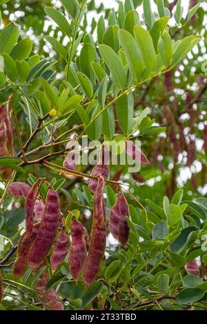Robinia pseudoacacia, allgemein bekannt als schwarze Heuschrecke mit Samen. Stockfoto