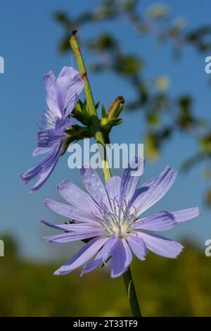 Zarte blaue Zichorienblüten, Pflanzen mit dem lateinischen Namen Cichorium intybus auf einem unscharfen natürlichen Hintergrund, schmale Fokusfläche. Stockfoto