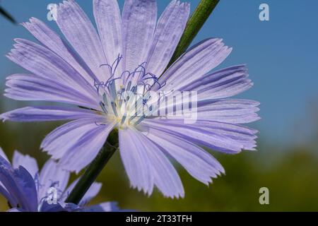 Zarte blaue Zichorienblüten, Pflanzen mit dem lateinischen Namen Cichorium intybus auf einem unscharfen natürlichen Hintergrund, schmale Fokusfläche. Stockfoto