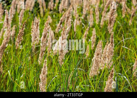 Blütenstände von Holzkleinrippen Calamagrostis epigejos auf einer Wiese. Stockfoto