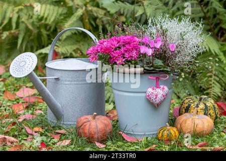 Gartenanlage mit rosafarbenen Cyclamen, Chrysanthemen, Heidekraut und Kissenstrauch in Vintage-Eimer und Zink-Gießkanne Stockfoto