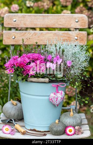 Rosafarbenes Zyklamen, Chrysanthemen, Heidekraut und Kissenbüsche im Vintage-Eimer Stockfoto