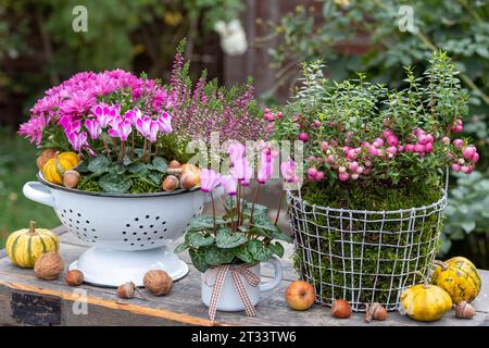 Gartenanlage mit rosafarbenen Herbstblumen, Pflanzen und Kürbissen Stockfoto