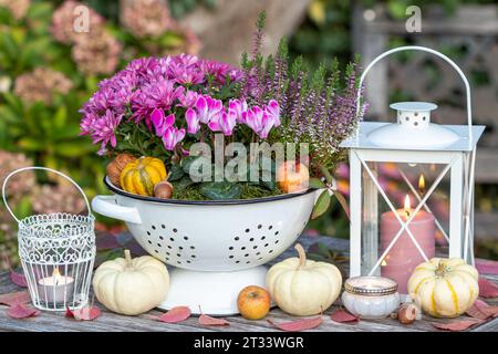 Arrangement mit rosa Cyclamen, Chrysanthemen und Heidekraut in Vintage-Sieb, Kürbissen und Lampions Stockfoto