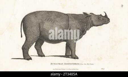 Sumatrannashorn, Dicerorhinus sumatrensis. Kritisch gefährdet. Sumatra-Nashörner, haarige Nashörner oder asiatische zweihörnige Nashörner. Nach einer Illustration von William Bell, Chirurg der East India Company, in The Philosophical Transactions, 1793. Kupferstich von James Heath aus George Shaws General Zoology: Mammalia, G. Kearsley, Fleet Street, London, 1800. Stockfoto