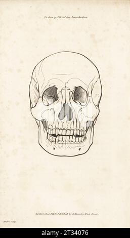 Vorderansicht eines menschlichen Schädels. Kupferstich von Henry Mutlow aus George Shaws General Zoology: Mammalia, G. Kearsley, Fleet Street, London, 1800. Stockfoto