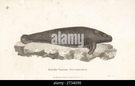Westafrikanische Seekühe, Trichechus senegalensis. Trichechus Trichechus, Trichechus australis. Nach einer Illustration von Thomas Pennant eines Exemplars im Leverian Museum. Kupferstich von James Heath aus George Shaws General Zoology: Mammalia, G. Kearsley, Fleet Street, London, 1800. Stockfoto