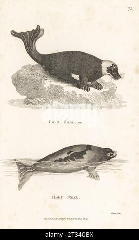 Bedrohte Mittelmeermönchrobbe, Monachus monachus (als Pute Seehunde var., Phoca bicolor) und Harfenrobbe oder Grönlandrobbe, Pagophilus groenlandicus (Phoca groenlandica). Kupferstich von James Heath aus George Shaws General Zoology: Mammalia, G. Kearsley, Fleet Street, London, 1800. Stockfoto