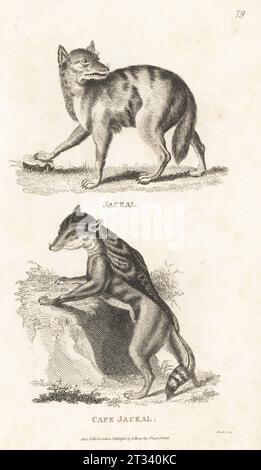 Goldener Schakal, Canis aureus und schwarzer Schakal Lupulella mesomelas. Jackal, Canis aureus und Cape Jackal, Canis mesomelas. Nach Illustrationen von Peter Simon Pallas in Schreber. Kupferstich von James Heath aus George Shaws General Zoology: Mammalia, G. Kearsley, Fleet Street, London, 1800. Stockfoto