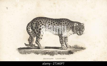 Gepard, Acinonyx jubatus. Leoparden jagen, Felis jubata. Kupferstich von James Heath aus George Shaws General Zoology: Mammalia, G. Kearsley, Fleet Street, London, 1800. Stockfoto