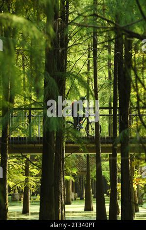 Hangzhou, chinesische Provinz Zhejiang. Oktober 2023. Ein Radfahrer fährt auf einem Stelzenpfad im malerischen Qingshan-See im Bezirk Lin'an der Stadt Hangzhou in der ostchinesischen Provinz Zhejiang, 22. Oktober 2023. Qingshan Lake, ein künstlicher See im Bezirk Lin'an der Stadt Hangzhou, ist bekannt für seinen wasserdurchfluteten Wald. Entengras wachsen jeden Herbst, um die gesamte Wasseroberfläche zwischen den Bäumen zu bedecken und einen nahtlosen grünen Rohling zu bilden – ein muss für Touristen. Quelle: Weng Xinyang/Xinhua/Alamy Live News Stockfoto