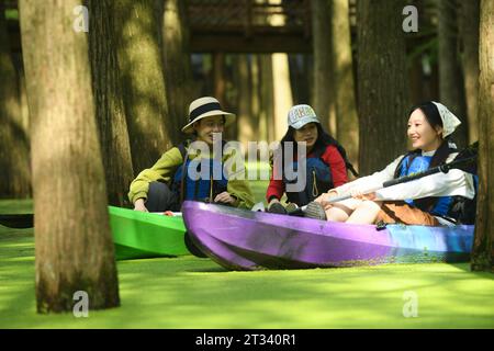 Hangzhou, chinesische Provinz Zhejiang. Oktober 2023. Touristen paddeln durch einen wasserdurchfluteten Wald am malerischen Ort des Qingshan Lake im Bezirk Lin'an der Stadt Hangzhou in der ostchinesischen Provinz Zhejiang, 22. Oktober 2023. Qingshan Lake, ein künstlicher See im Bezirk Lin'an der Stadt Hangzhou, ist bekannt für seinen wasserdurchfluteten Wald. Entengras wachsen jeden Herbst, um die gesamte Wasseroberfläche zwischen den Bäumen zu bedecken und einen nahtlosen grünen Rohling zu bilden – ein muss für Touristen. Quelle: Weng Xinyang/Xinhua/Alamy Live News Stockfoto