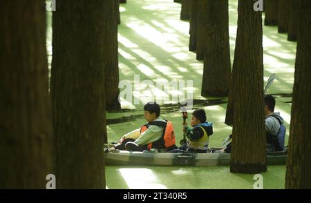 Hangzhou, chinesische Provinz Zhejiang. Oktober 2023. Touristen paddeln durch einen wasserdurchfluteten Wald am malerischen Ort des Qingshan Lake im Bezirk Lin'an der Stadt Hangzhou in der ostchinesischen Provinz Zhejiang, 22. Oktober 2023. Qingshan Lake, ein künstlicher See im Bezirk Lin'an der Stadt Hangzhou, ist bekannt für seinen wasserdurchfluteten Wald. Entengras wachsen jeden Herbst, um die gesamte Wasseroberfläche zwischen den Bäumen zu bedecken und einen nahtlosen grünen Rohling zu bilden – ein muss für Touristen. Quelle: Weng Xinyang/Xinhua/Alamy Live News Stockfoto