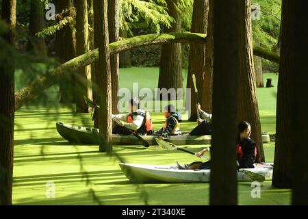 Hangzhou, chinesische Provinz Zhejiang. Oktober 2023. Touristen paddeln durch einen wasserdurchfluteten Wald am malerischen Ort des Qingshan Lake im Bezirk Lin'an der Stadt Hangzhou in der ostchinesischen Provinz Zhejiang, 22. Oktober 2023. Qingshan Lake, ein künstlicher See im Bezirk Lin'an der Stadt Hangzhou, ist bekannt für seinen wasserdurchfluteten Wald. Entengras wachsen jeden Herbst, um die gesamte Wasseroberfläche zwischen den Bäumen zu bedecken und einen nahtlosen grünen Rohling zu bilden – ein muss für Touristen. Quelle: Weng Xinyang/Xinhua/Alamy Live News Stockfoto