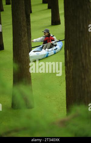 Hangzhou, chinesische Provinz Zhejiang. Oktober 2023. Ein Tourist paddelt durch einen wasserdurchfluteten Wald am malerischen Ort des Qingshan Lake im Bezirk Lin'an der Stadt Hangzhou in der ostchinesischen Provinz Zhejiang, 22. Oktober 2023. Qingshan Lake, ein künstlicher See im Bezirk Lin'an der Stadt Hangzhou, ist bekannt für seinen wasserdurchfluteten Wald. Entengras wachsen jeden Herbst, um die gesamte Wasseroberfläche zwischen den Bäumen zu bedecken und einen nahtlosen grünen Rohling zu bilden – ein muss für Touristen. Quelle: Weng Xinyang/Xinhua/Alamy Live News Stockfoto