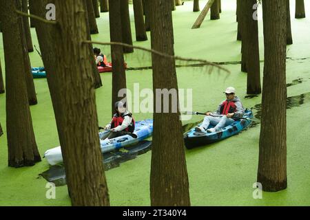 Hangzhou, chinesische Provinz Zhejiang. Oktober 2023. Touristen paddeln durch einen wasserdurchfluteten Wald am malerischen Ort des Qingshan Lake im Bezirk Lin'an der Stadt Hangzhou in der ostchinesischen Provinz Zhejiang, 22. Oktober 2023. Qingshan Lake, ein künstlicher See im Bezirk Lin'an der Stadt Hangzhou, ist bekannt für seinen wasserdurchfluteten Wald. Entengras wachsen jeden Herbst, um die gesamte Wasseroberfläche zwischen den Bäumen zu bedecken und einen nahtlosen grünen Rohling zu bilden – ein muss für Touristen. Quelle: Weng Xinyang/Xinhua/Alamy Live News Stockfoto