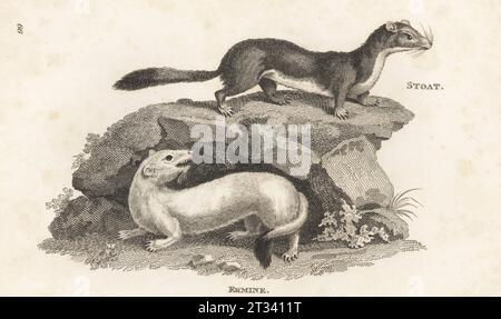 Eurasischer Hermelin, Beringischer Hermelin, Hermelin oder Hermelin, Mustela erminea. Hermelin und Hermelin, Viverra erminea. Nach einer Illustration von George Edwards im British Museum. Kupferstich von James Heath aus George Shaws General Zoology: Mammalia, G. Kearsley, Fleet Street, London, 1800. Stockfoto