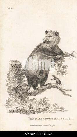 Opossum in Nordamerika oder Virginian Opossum mit jungen, Didelphis virginiana. Nach einer Illustration von Charles Reuben Ryley im Museum Leverianum. Kupferstich von James Heath aus George Shaws General Zoology: Mammalia, G. Kearsley, Fleet Street, London, 1800. Stockfoto