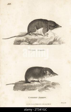 Eurasische Wasserspitzel, Neomys fodiens und Sorex araneus. SOREX Fodiens. Nach Illustrationen von Jacques de Seve für den Comte de Buffon. Kupferstich von James Heath aus George Shaws General Zoology: Mammalia, G. Kearsley, Fleet Street, London, 1800. Stockfoto