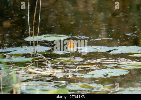 Robin im Wasser Stockfoto