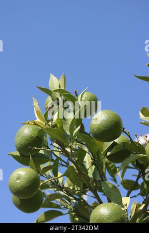Grüne, unreife Mandarinen auf einem Baum. Vor dem Hintergrund des blauen Himmels. Stockfoto