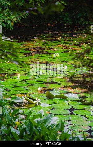 Singapur Botanischer Garten Stockfoto