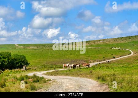 Moorland Ponys stehen auf einer kurvenreichen Landstraße, die sich über Bodmin Moor, Cornwall, Großbritannien schlängelt Stockfoto